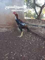  1 ديك وفرخه باكستاني للبيع