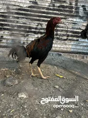  2 دياجه مكوس