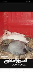  3 متاح لزبائنا الكرام زغاليل حمام بلدي وفرنسي  للأكل احجام سوبر جامبو وأوزان ممتازة التفاصيل بالوصف