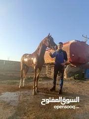  6 حصان عربي غير مسجل للبيع