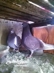  5 مطلوب حمام بلدي نفس الي في صوره