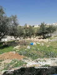  10 ارض سكنيه في ابو نصير، قراية 800 متر تقع على شارعين أمامي خلفي، منسوب خفيف، بعد مستشفى الرشيد