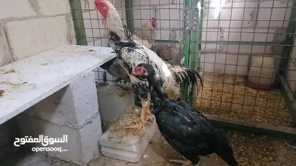  5 دجاج جاج براهمي وباكستاني