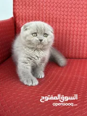  12 مجموعة قطط سكوتش فولد وستريت كل اشي الو سعر