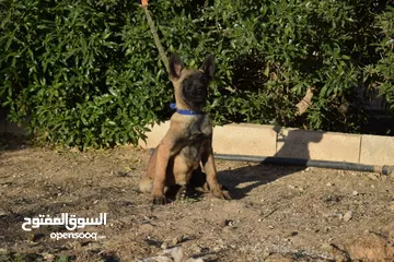  4 Belgian Malinois & Dutch Shepherd