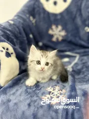  5 Two months old Persian kitten