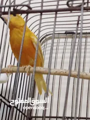  2 حبه بصلاة على النبي طول ورفع للبيع او للبدل على ذكر مخملي جاهز بدون قفص
