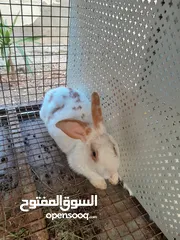  11 هجين ببيون و فرنسي