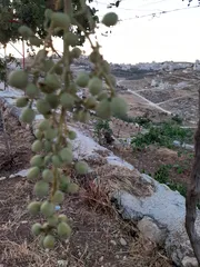  2 غرفه مفروشه لشخص واحد في شقه سكن موظفين