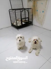  17 انثى فرنش تيرير عمر شهرين   puppy 2-months female - French Terrier