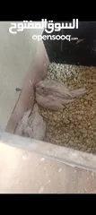  4 جوز كوكتيل البنيو مع فرخين عين حمرا