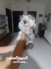  3 قططايه للبيع