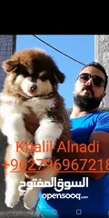  25 Pomeranian   Samoyed    Giant Malamute