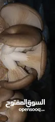  6 فطر محاري بلدي