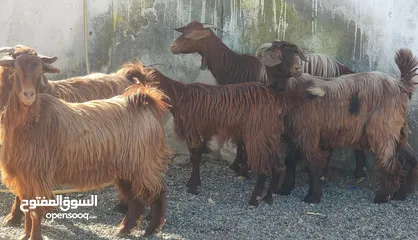  1 غنم من حلال بني سعيد سمان فول ذكر الله