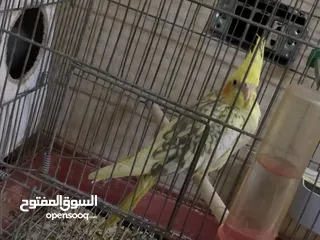  2 جوز كوكتيل نخب اول
