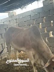  7 للبيع ثور اثيوبي