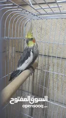  1 ذكر كوكتيل عمره سنه ونص .. شوف الوصف
