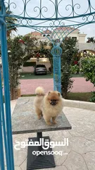  1 POMERANIAN ORIGINAL BREED MALE 5MONTH