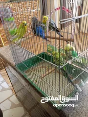  8 طيور حب زواج اشي فخم الله يبارك لصاحب النصيب اقرأ الوصف مهم