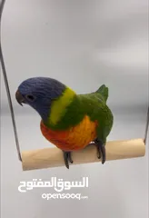  2 لوري رينبو اليف Tamed Rainbow Lori