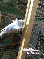  8 طيرتين وفحل هوجو رومو حنونات جدا للبيع او البدل علي طيور 50 دينار