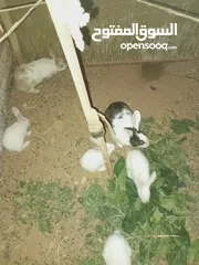  7 أرانب بلدي