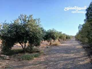  1 مزرعة للبيع ريف دمشق