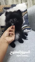  15 Mini Pomeranian Male puppy