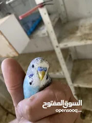  4 جوزين لف بيرد