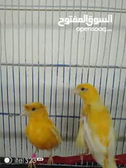  1 جود عصافير بالصلاه عالنبي شغلات 100%
