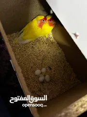  12 جوز روز لاتينو عين حمرة تحتهم اربع بيضات مع قفص ثلث معالف جديد وكوخ كبير جديد