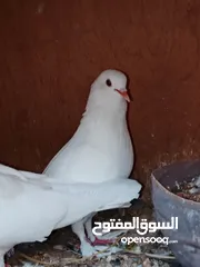  1 حمام مكاوي