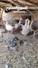  2 وز عدد 7 للبيع موجود في الكرك القصر