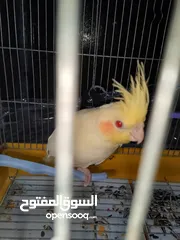  2 بيع ببغاء كوكتيل مع القفص ذاكر و انثه 50دينا قبل التفاوض