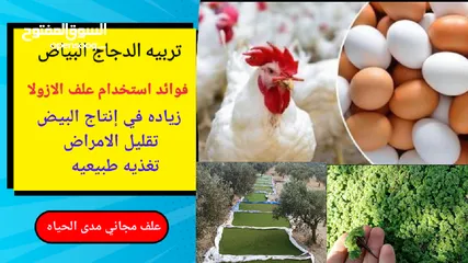  28 علف الازولا يزرع مره وينتج يوميا مدى الحياه للدجاج والمواشي وجميع الحويانات
