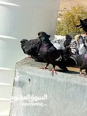  2 جواز شكالي سود و زرق