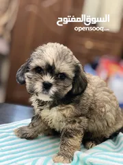  3 Aed 2500!!  2-4months Old Shih Tzu ( Male or Female )