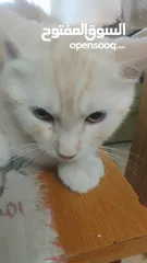  3 بسھ لونھا اشقر من بسھ شيرازي