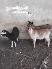  2 ماعز البينو للبيع