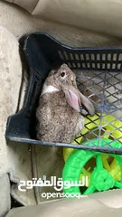  2 أرانب للبيع عمر 5شهور تقريباً