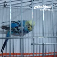  22 التواصل عبر الوتس اب عصافير حب وكوكتيل حجم جامبو كبير مفتلات والبينه وعادي
