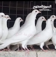  12 جواز حمام فرنسي نقي الدم والسلالة الاصلي