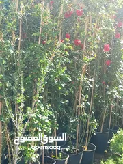  8 جميع انواع الاشجار الزينه والمثمره بأفضل الاسعار