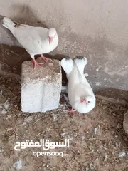  4 ااااااااااااااا
