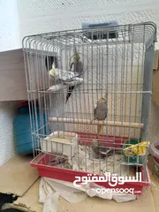  6 متوفر طيور كوكتيل صحة و نظافة