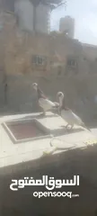  1 جوز معاكيف اسكندرانيات حمر