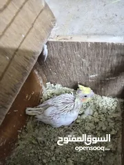  4 مخاليف فيشر وكوكتيل زق جوز دره