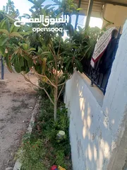  2 بيت مستقل تقريبا مزرعه مشيكه كامله مزروعع عنب وحمضيات مساحه البناء 160م وغرفه خارجيه 40م الواقع احلا