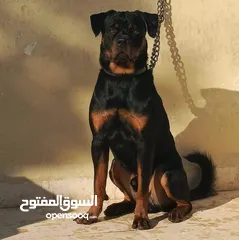  3 ذكر روت وايلر للتزاوج فقط